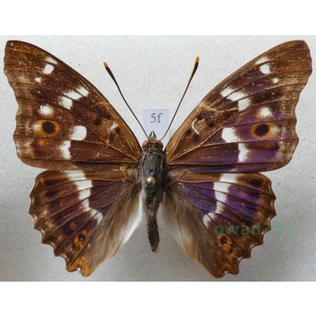 Apatura ilia f. ilia Mieniak strużnik Czech5f